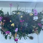 Orchid boxes